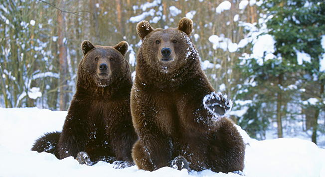 Stereotypes about Siberia